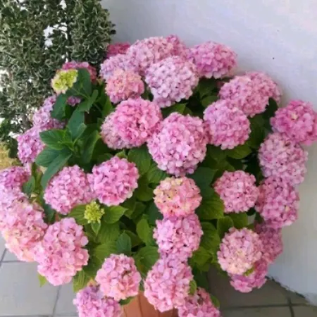 Le Ortensie Διαμέρισμα Πεσκάρα