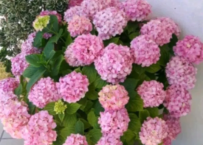 Le Ortensie Apartment Pescara